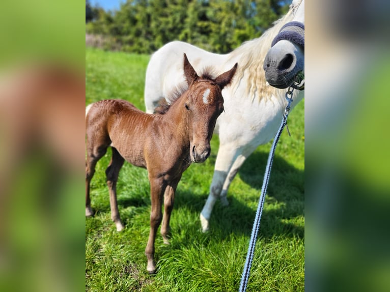 Deutsches Reitpony Wallach 2 Jahre 140 cm Kann Schimmel werden in Löcknitz