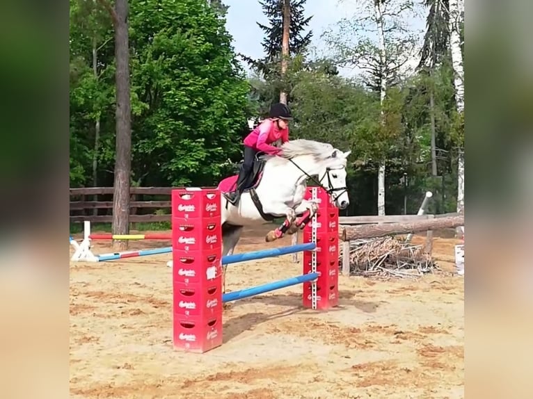 Deutsches Reitpony Wallach 2 Jahre 140 cm Kann Schimmel werden in Löcknitz