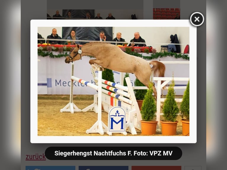 Deutsches Reitpony Wallach 2 Jahre 140 cm Kann Schimmel werden in Löcknitz