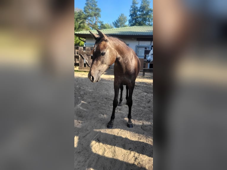 Deutsches Reitpony Wallach 2 Jahre 140 cm Kann Schimmel werden in Löcknitz