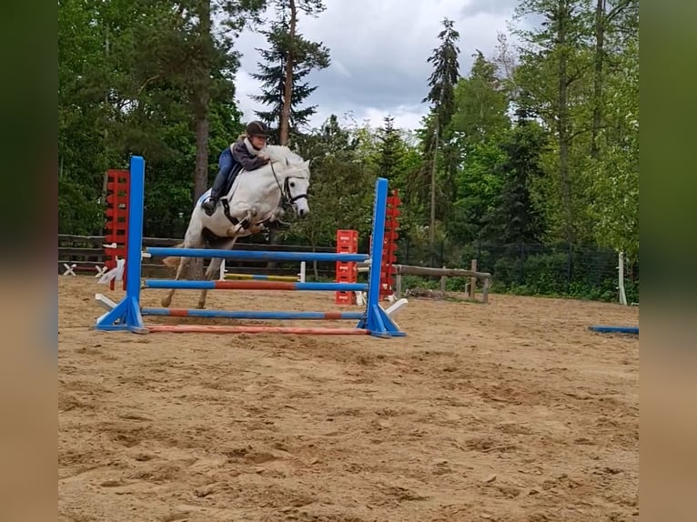 Deutsches Reitpony Wallach 2 Jahre 140 cm Kann Schimmel werden in Löcknitz