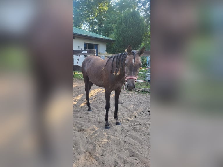 Deutsches Reitpony Wallach 2 Jahre 140 cm Kann Schimmel werden in Löcknitz