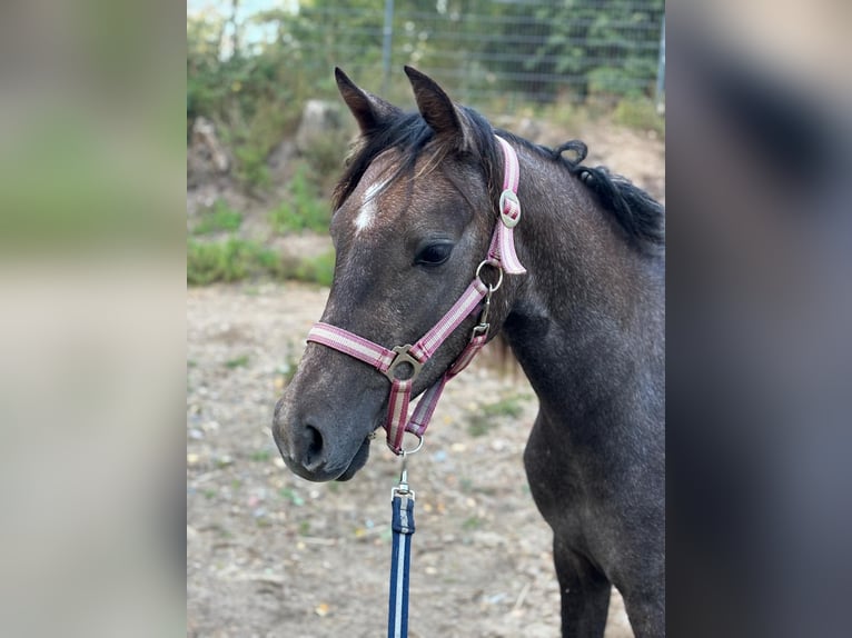 Deutsches Reitpony Wallach 2 Jahre 140 cm Kann Schimmel werden in Löcknitz