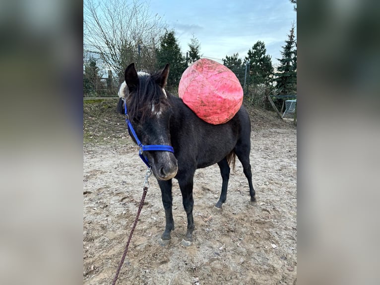 Deutsches Reitpony Wallach 2 Jahre 140 cm Kann Schimmel werden in Löcknitz