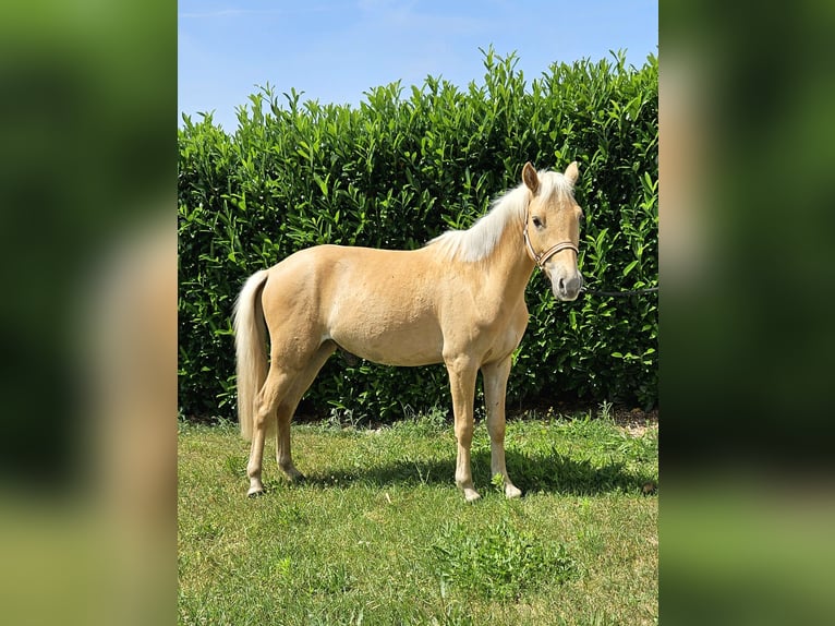 Deutsches Reitpony Wallach 2 Jahre 140 cm Palomino in Mixdorf