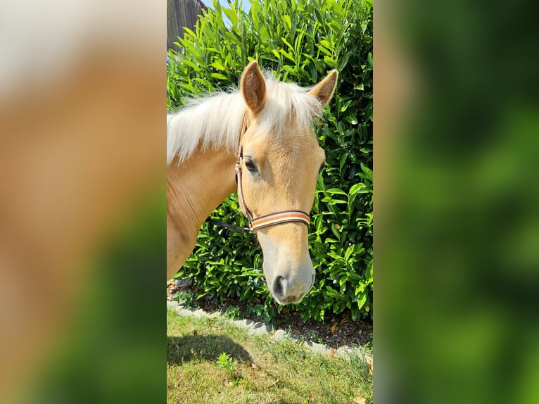 Deutsches Reitpony Wallach 2 Jahre 140 cm Palomino in Mixdorf
