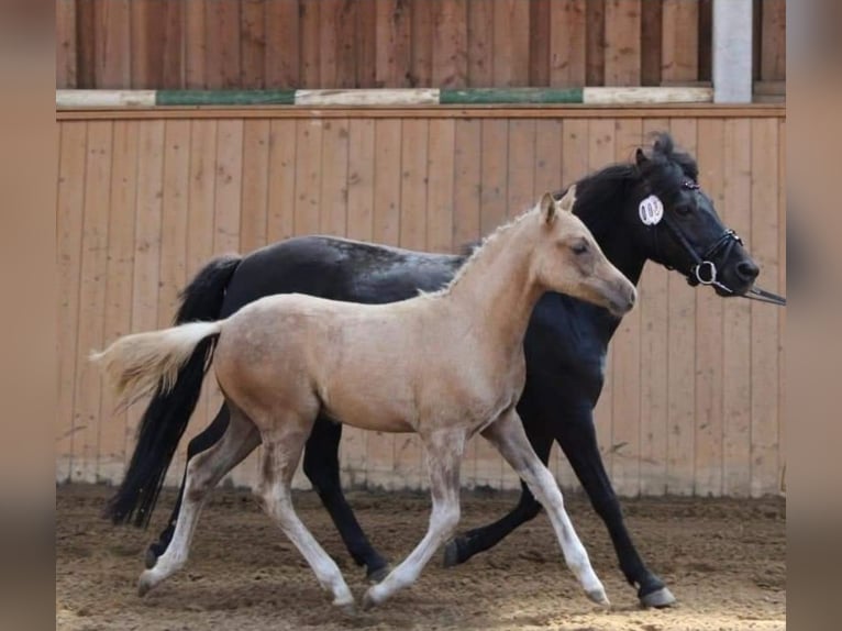 Deutsches Reitpony Wallach 2 Jahre 140 cm Palomino in Mixdorf