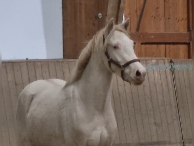 Deutsches Reitpony Wallach 2 Jahre 140 cm Perlino in Rehburg-Loccum Münchehagen