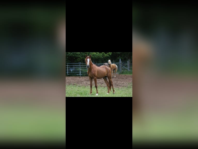 Deutsches Reitpony Wallach 2 Jahre 141 cm Fuchs in Altheim (Alb)