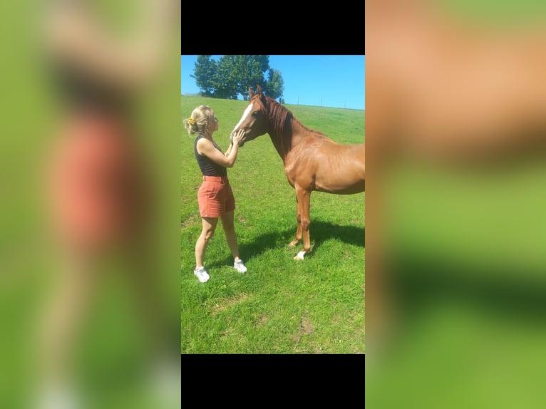Deutsches Reitpony Wallach 2 Jahre 141 cm Fuchs in Altheim (Alb)