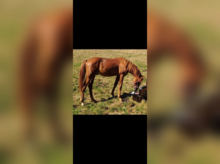 Deutsches Reitpony Wallach 2 Jahre 141 cm Fuchs in Altheim (Alb)
