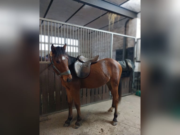 Deutsches Reitpony Mix Wallach 2 Jahre 142 cm Brauner in Cambs