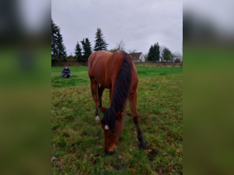 Deutsches Reitpony Mix Wallach 2 Jahre 142 cm Brauner in Cambs