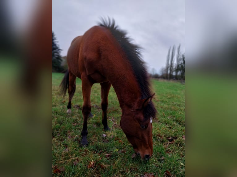 Deutsches Reitpony Mix Wallach 2 Jahre 142 cm Brauner in Cambs