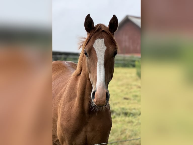 Deutsches Reitpony Wallach 2 Jahre 142 cm in Neuenkirchen-Vörden