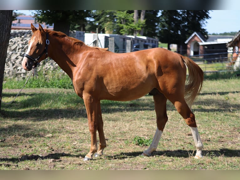 Deutsches Reitpony Wallach 2 Jahre 142 cm in Neuenkirchen-Vörden