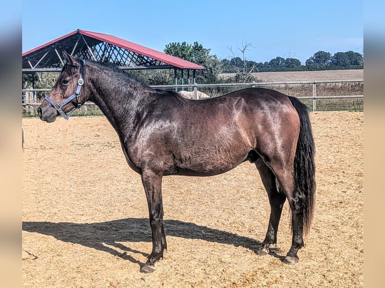 Deutsches Reitpony Wallach 2 Jahre 142 cm Dunkelbrauner in Rehfelde