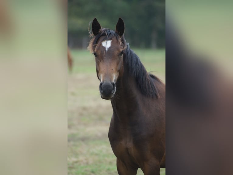 Deutsches Reitpony Wallach 2 Jahre 142 cm Dunkelbrauner in Neuenkirchen-Vörden