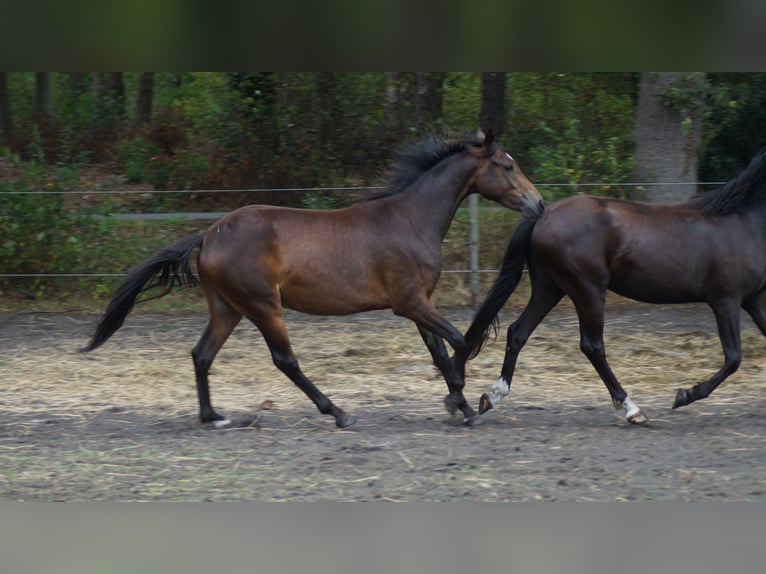 Deutsches Reitpony Wallach 2 Jahre 142 cm Dunkelbrauner in Neuenkirchen-Vörden