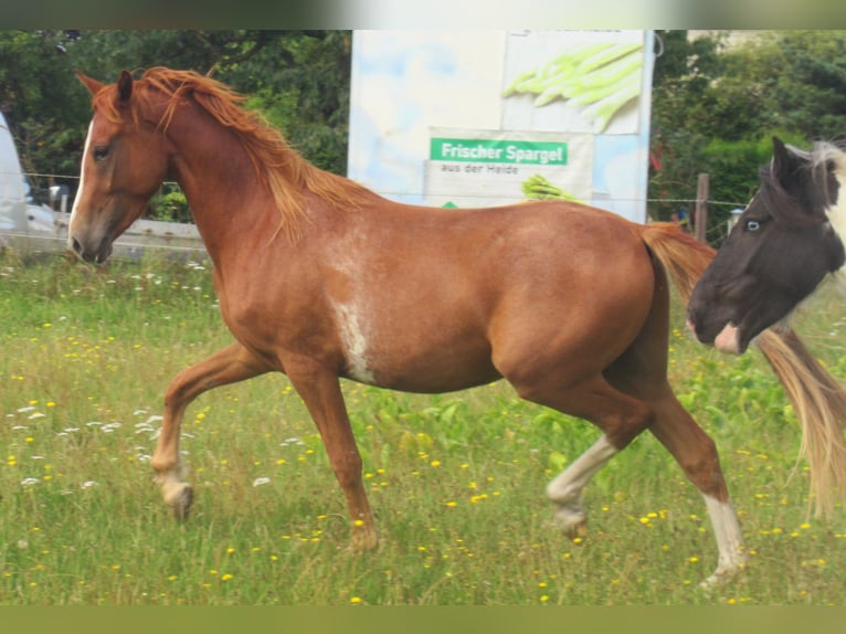 Deutsches Reitpony Wallach 2 Jahre 142 cm Fuchs in Velpke