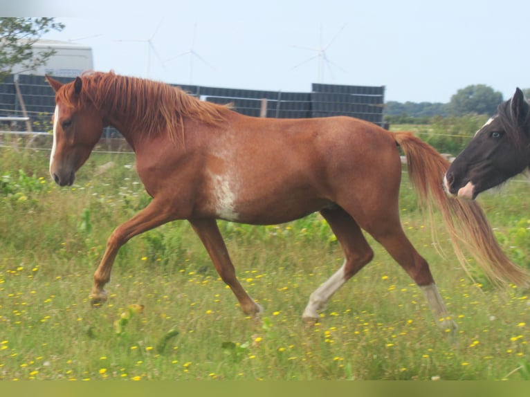 Deutsches Reitpony Wallach 2 Jahre 142 cm Fuchs in Velpke