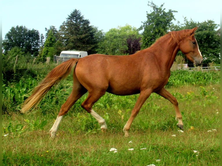 Deutsches Reitpony Wallach 2 Jahre 142 cm Fuchs in Velpke