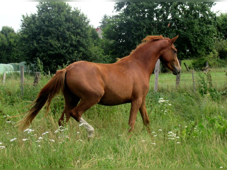 Deutsches Reitpony Wallach 2 Jahre 142 cm Fuchs in Velpke