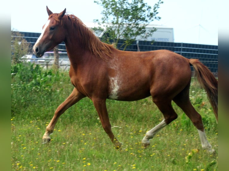 Deutsches Reitpony Wallach 2 Jahre 142 cm Fuchs in Velpke