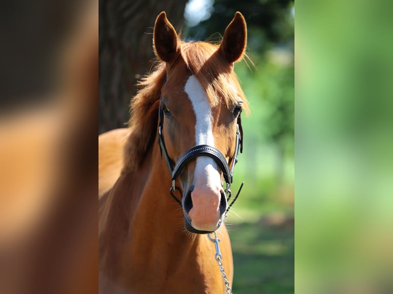 Deutsches Reitpony Wallach 2 Jahre 142 cm Fuchs in Neuenkirchen-Vörden