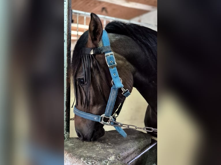 Deutsches Reitpony Mix Wallach 2 Jahre 142 cm Rotbrauner in Zirkow