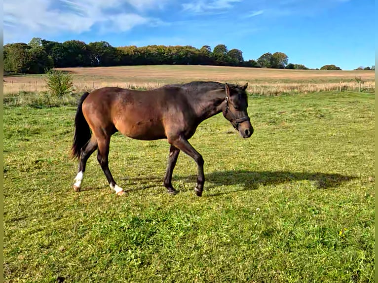 Deutsches Reitpony Mix Wallach 2 Jahre 142 cm Rotbrauner in Zirkow