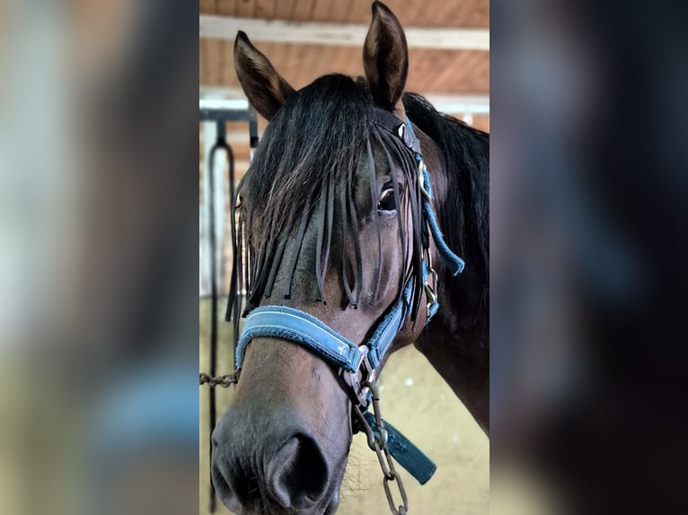 Deutsches Reitpony Mix Wallach 2 Jahre 142 cm Rotbrauner in Zirkow