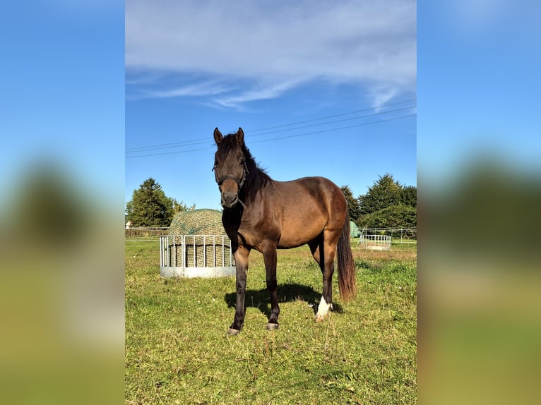 Deutsches Reitpony Mix Wallach 2 Jahre 142 cm Rotbrauner in Zirkow