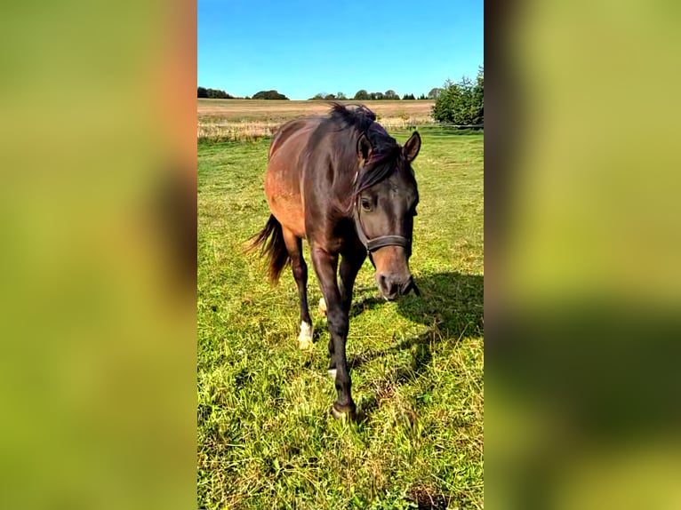 Deutsches Reitpony Mix Wallach 2 Jahre 142 cm Rotbrauner in Zirkow