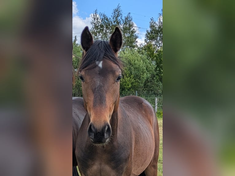 Deutsches Reitpony Wallach 2 Jahre 143 cm Brauner in Langenhorn
