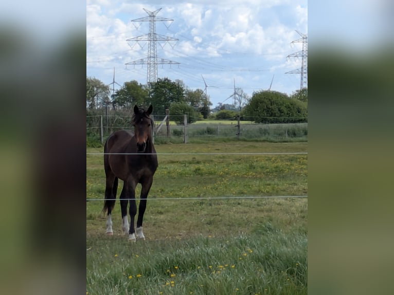 Deutsches Reitpony Wallach 2 Jahre 143 cm Brauner in Langenhorn