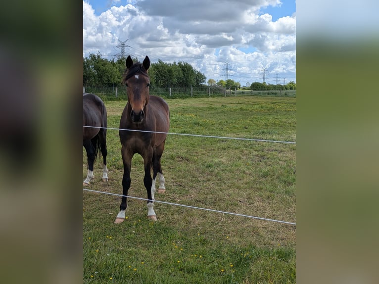 Deutsches Reitpony Wallach 2 Jahre 143 cm Brauner in Langenhorn