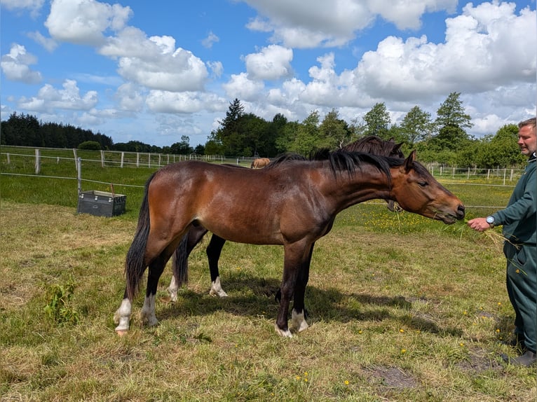 Deutsches Reitpony Wallach 2 Jahre 143 cm Brauner in Langenhorn