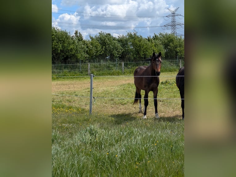 Deutsches Reitpony Wallach 2 Jahre 143 cm Brauner in Langenhorn