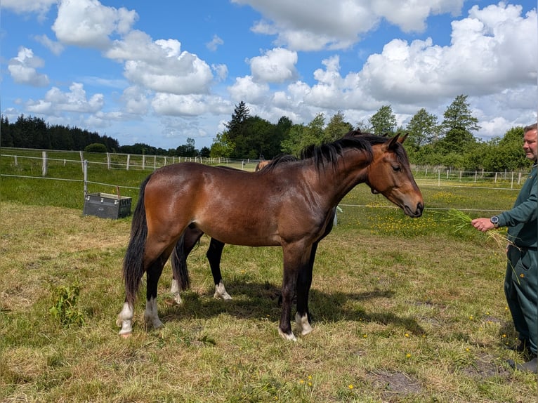 Deutsches Reitpony Wallach 2 Jahre 143 cm Brauner in Langenhorn