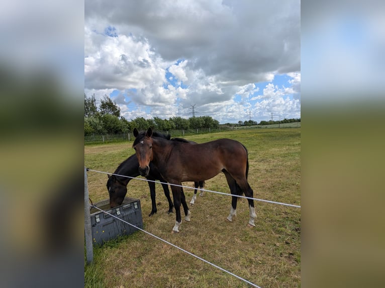 Deutsches Reitpony Wallach 2 Jahre 143 cm Brauner in Langenhorn