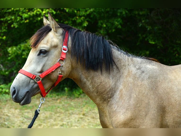 Deutsches Reitpony Wallach 2 Jahre 143 cm Buckskin in Meinhard