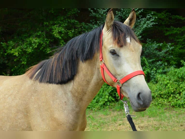 Deutsches Reitpony Wallach 2 Jahre 143 cm Buckskin in Meinhard