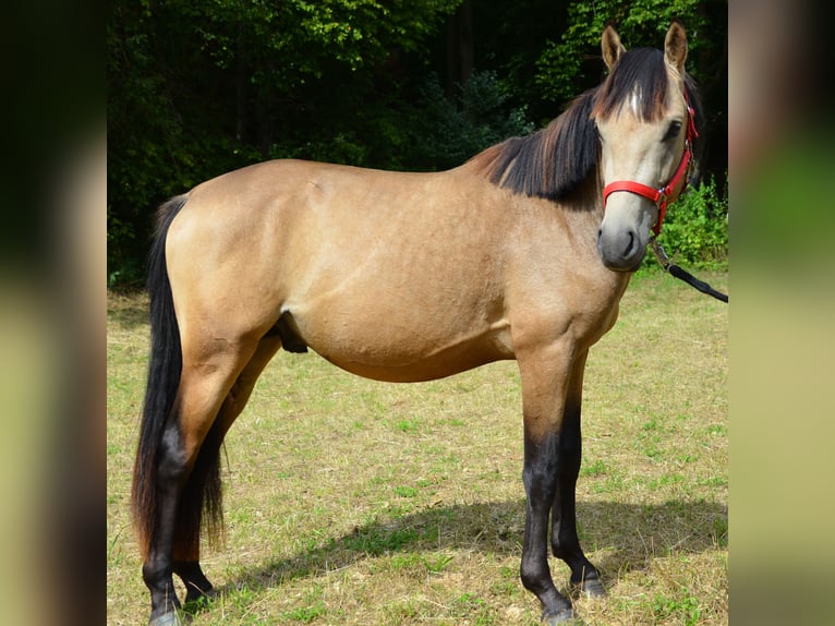 Deutsches Reitpony Wallach 2 Jahre 143 cm Buckskin in Meinhard