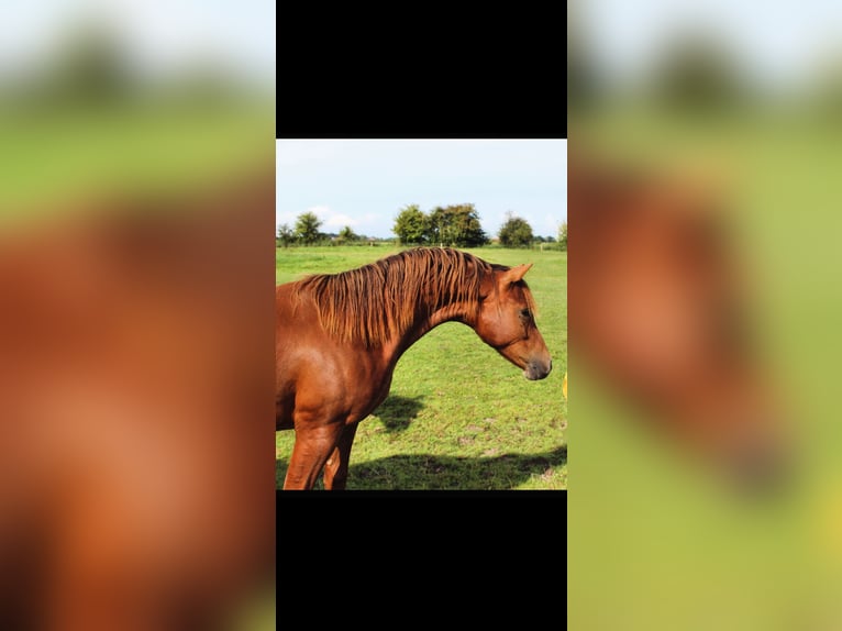 Deutsches Reitpony Wallach 2 Jahre 143 cm Dunkelfuchs in Steinfeld (Oldenburg)