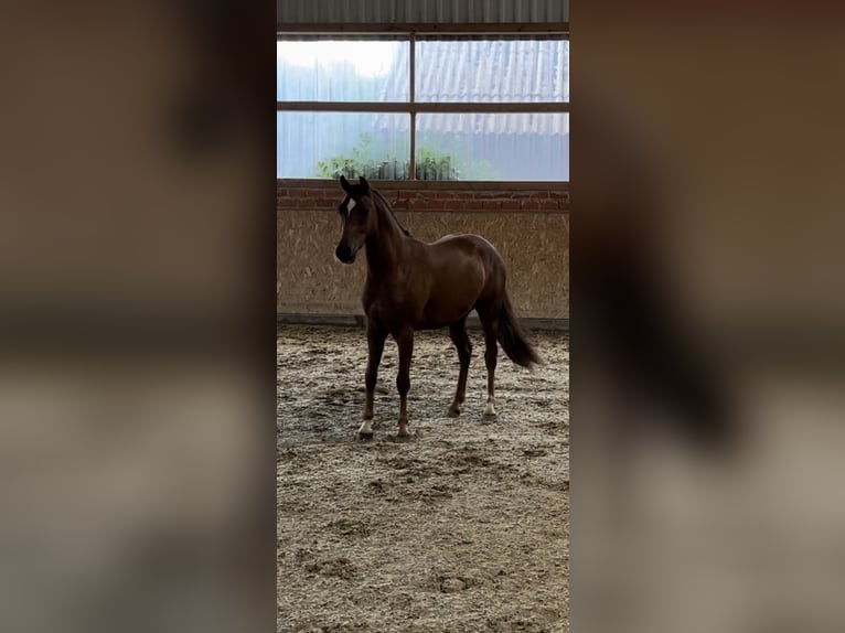 Deutsches Reitpony Wallach 2 Jahre 143 cm Dunkelfuchs in Steinfeld (Oldenburg)