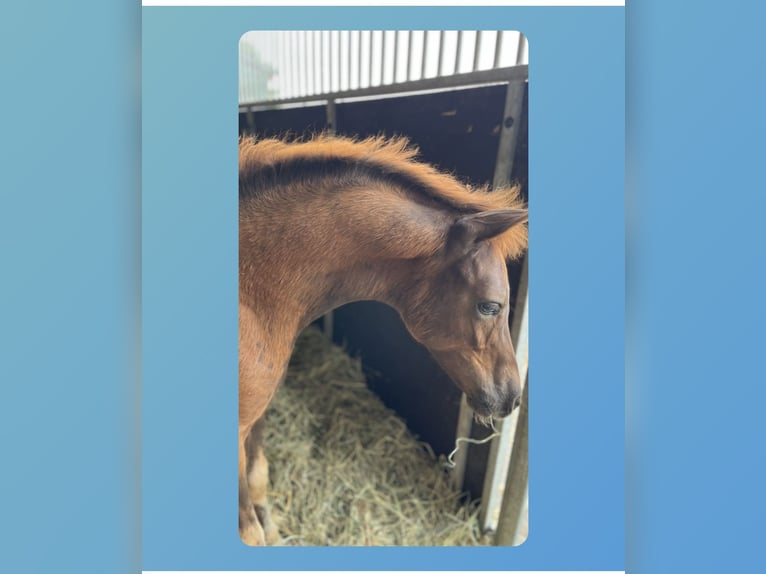 Deutsches Reitpony Wallach 2 Jahre 143 cm Dunkelfuchs in Steinfeld (Oldenburg)