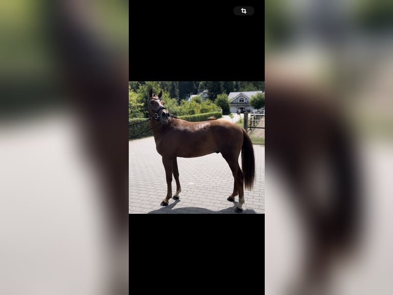 Deutsches Reitpony Wallach 2 Jahre 143 cm Dunkelfuchs in Steinfeld (Oldenburg)