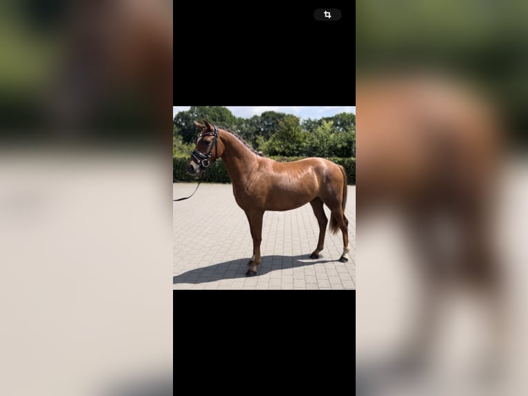 Deutsches Reitpony Wallach 2 Jahre 143 cm Dunkelfuchs in Steinfeld (Oldenburg)