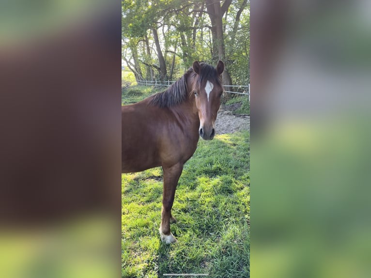 Deutsches Reitpony Wallach 2 Jahre 143 cm Dunkelfuchs in Steinfeld (Oldenburg)